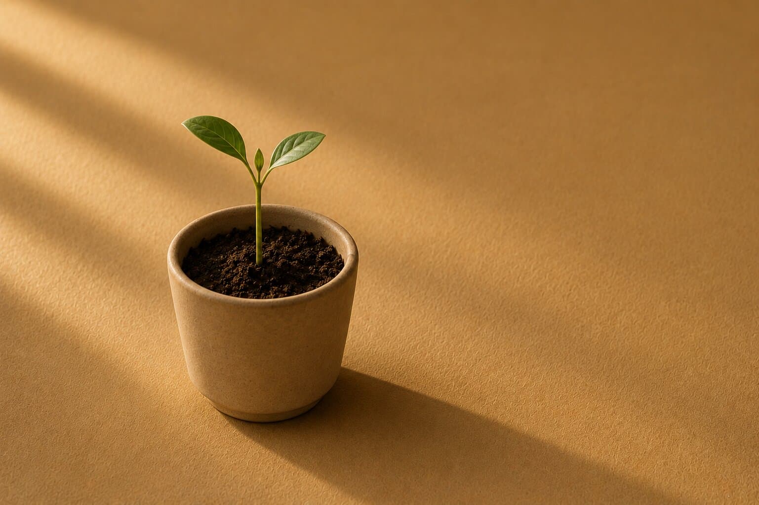 A young green seedling in a ceramic pot on a warm ochre surface in soft daylight
